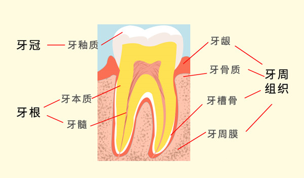 牙齿结构图片